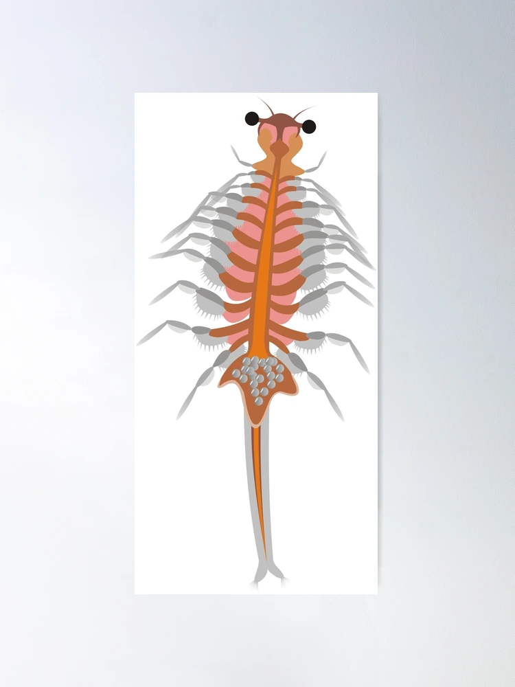 Brine Shrimp, Artemia Salina, Lm Fleece Blanket by Rub�n Duro/BioMEDIA  ASSOCIATES LLC - Pixels