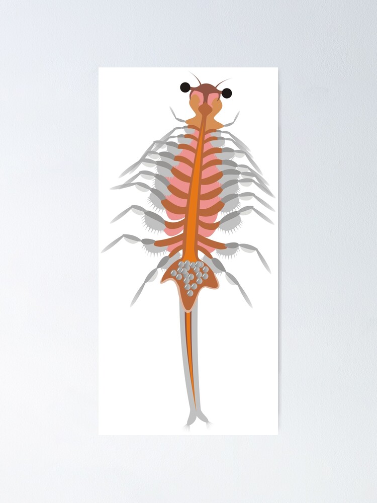 Brine shrimp (Artemia salina),  Poster for Sale by Zosimus