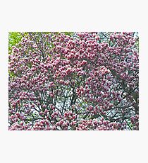 Blossoms Photographic Print