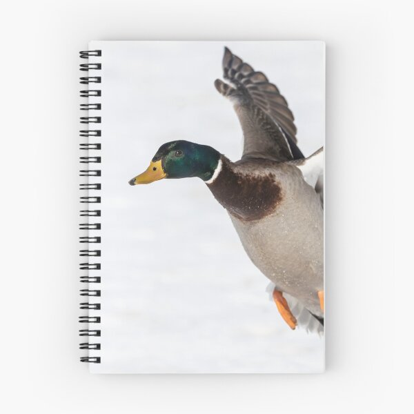 Item preview, Drake Mallard 2019-5 designed and sold by Thomasyoung.