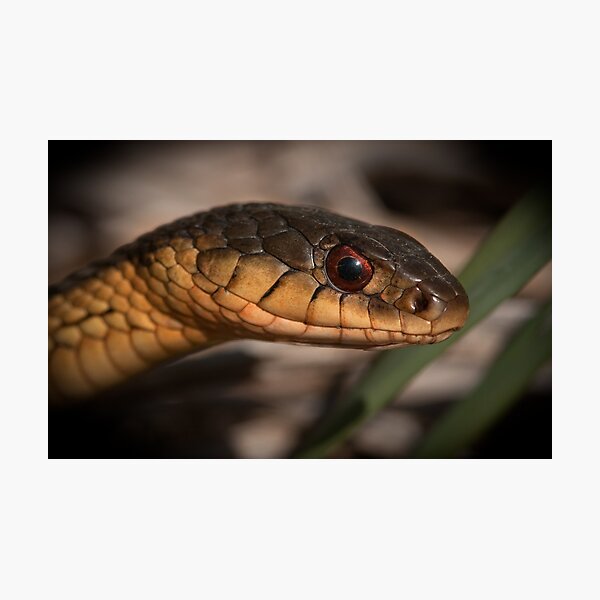 Slithering grey snake (Serpentes) For sale as Framed Prints, Photos, Wall  Art and Photo Gifts