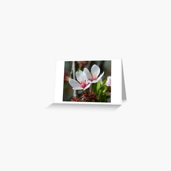 Pale Flower Greeting Card