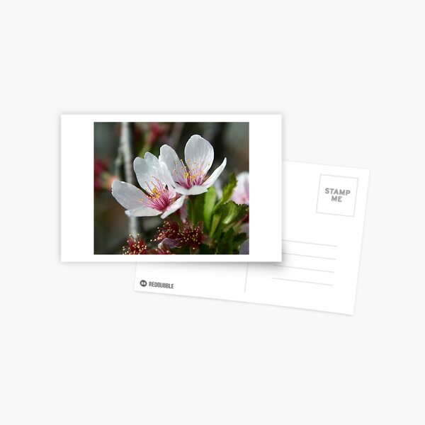Pale Flower Postcard
