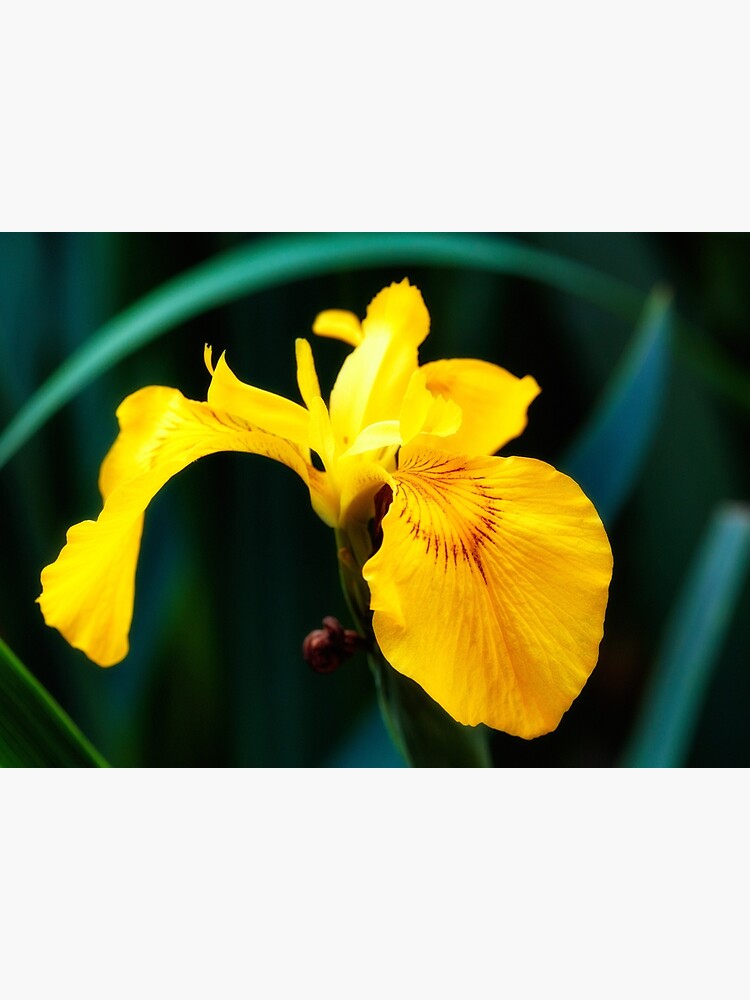 Yellow lily flower by fardad