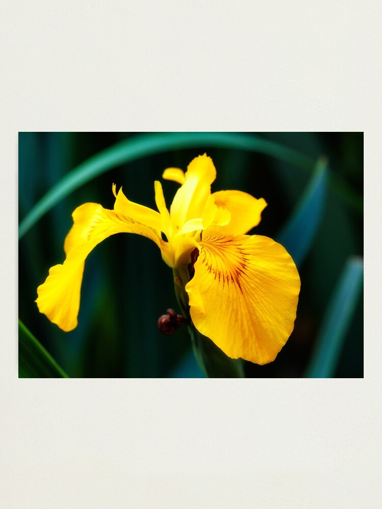 Alternate view of Yellow lily flower Photographic Print