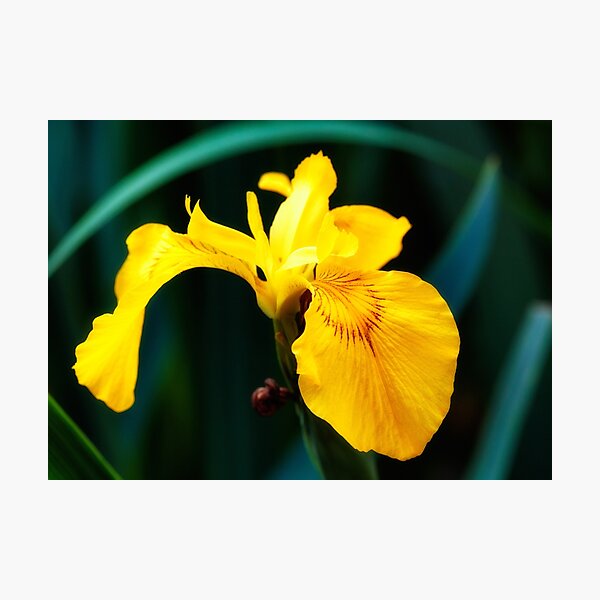 Yellow lily flower Photographic Print
