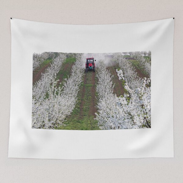 Item preview, tractor sprays insecticide in cherry orchard spring season designed and sold by goceris.