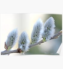 Pussywillow blooms Salix Poster
