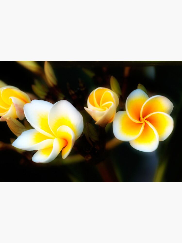 Frangipani Flowers by fardad
