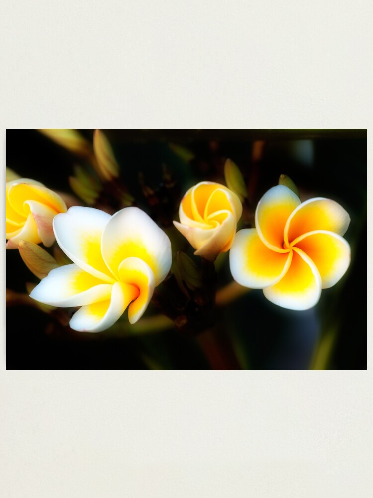 Alternate view of Frangipani Flowers Photographic Print