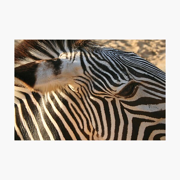 Item preview, Zebra Stripes designed and sold by papillonbleu.