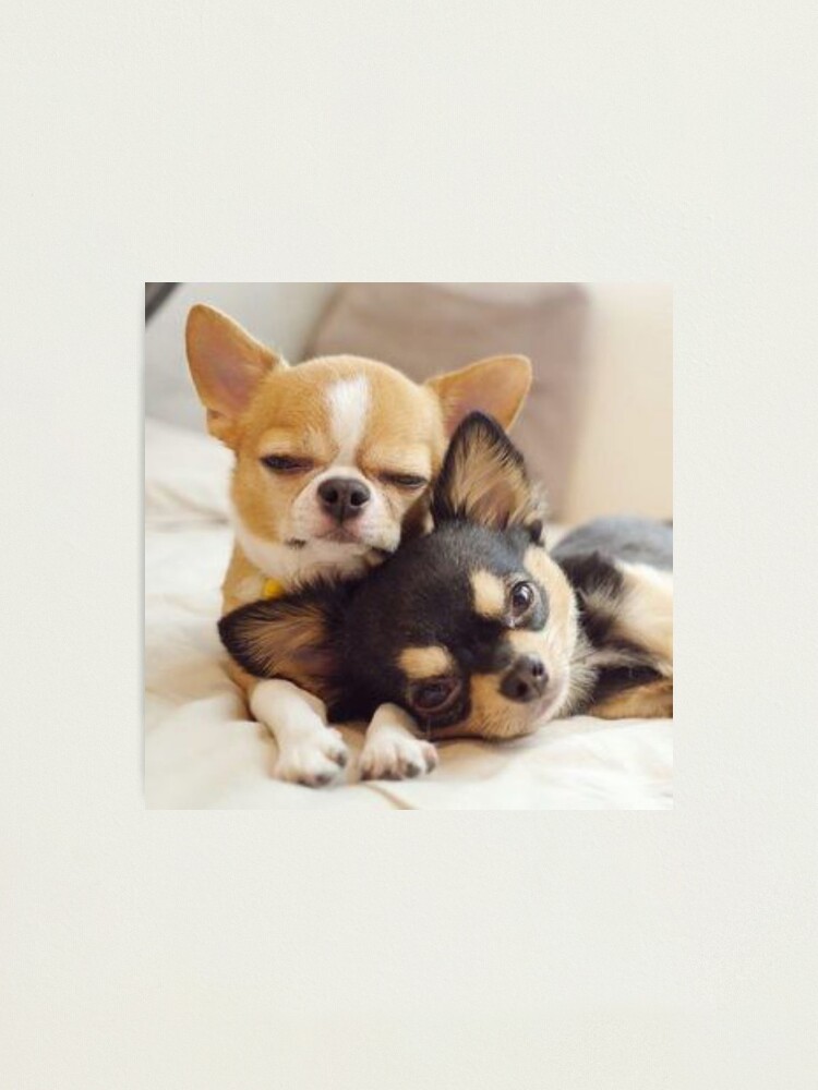 Zwei nette Chihuahua-Welpen-Fotografie | Fotodruck