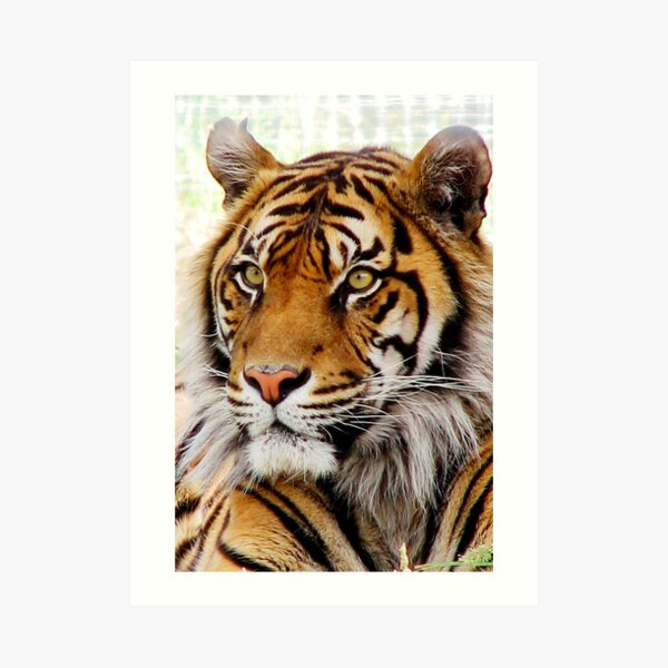 Sumatran Tiger (4) Art Print