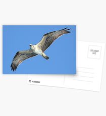 Osprey - Abrolhos Islands, Western Australia Postcards