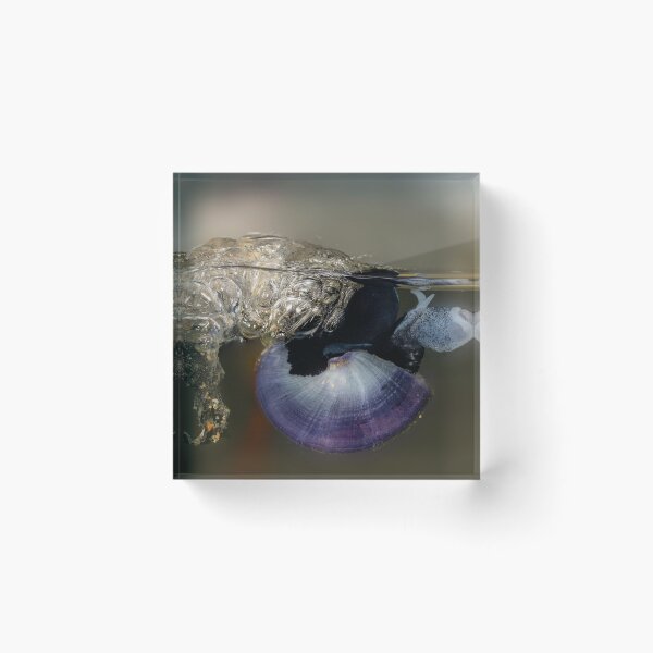 Item preview, Violet snail (Janthina janthina) 6 designed and sold by Normf.