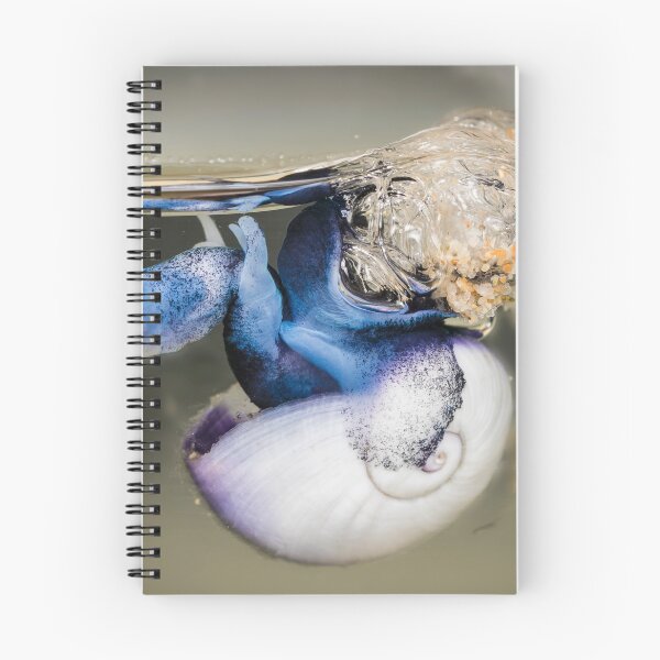 Item preview, Violet snail (Janthina janthina) 9 designed and sold by Normf.