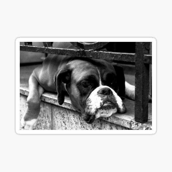 Boxer Dog On Windowsill Sticker
