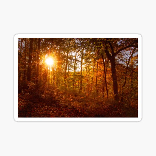 Autumn Sunset in the Forest Rural / Rustic Landscape Photograph Sticker