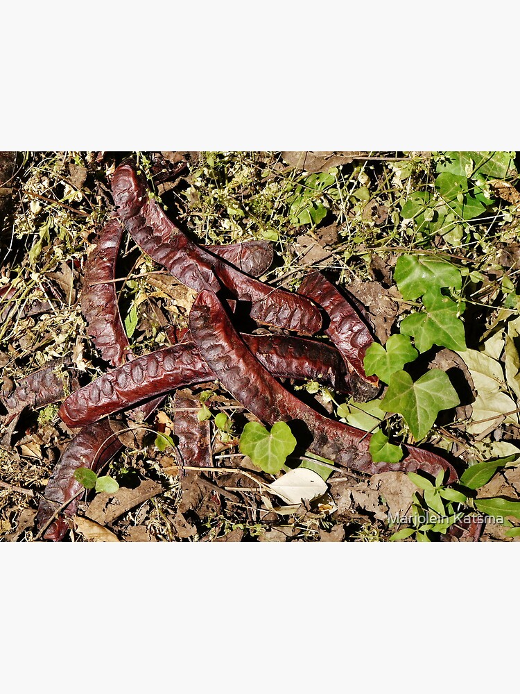 Seed pods by marjoleink