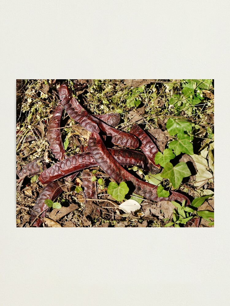 Alternate view of Seed pods Photographic Print