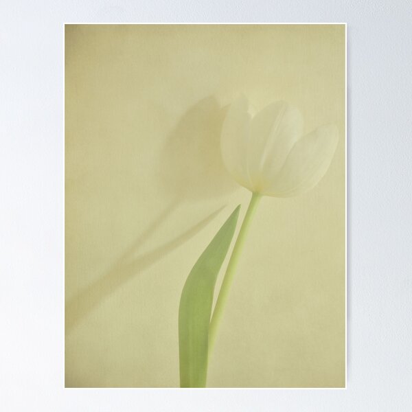 Item preview, Tulip's Shadow designed and sold by Debbie-Stanger.