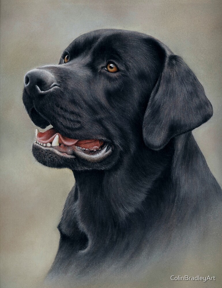 "Black Labrador Pastel Art" by ColinBradleyArt Redbubble