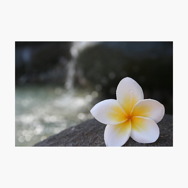 Artikel-Vorschau von Frangipani on the Water's Edge, designt und verkauft von roskolewis.