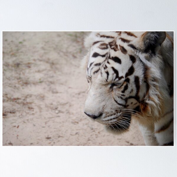 Item preview, Snow White Tiger designed and sold by Sunshinesmile83.