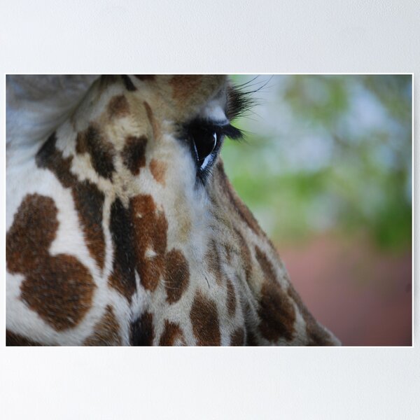 Item preview, Beauty of a Giraffe designed and sold by Sunshinesmile83.