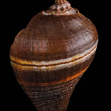 Artwork thumbnail, Shell 3rd type - 143 by OracleArtist