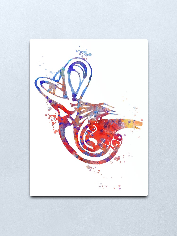 Cochlea Vestibular System Watercolor Print Ear Art Audiologist Audiology Office