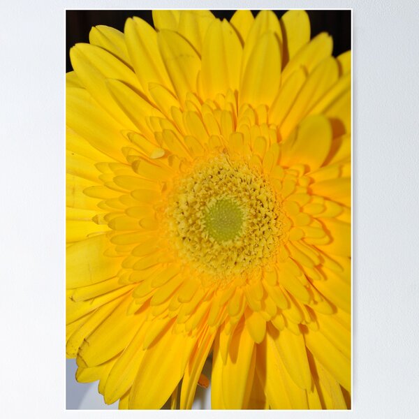 Item preview, Bright Yellow Gerber Daisy designed and sold by sdemick.