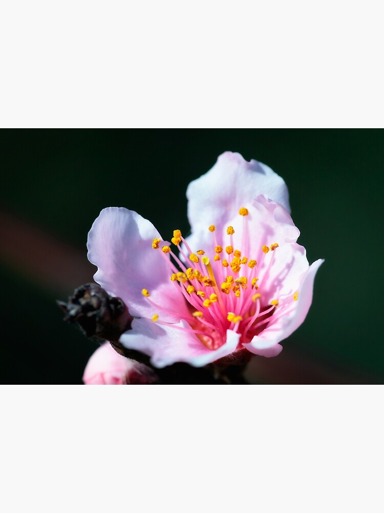 Nectarine blossom by fardad