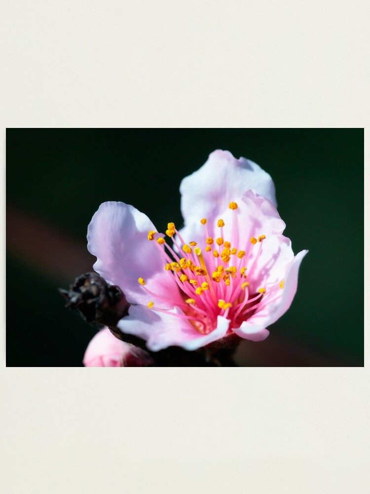 Alternate view of Nectarine blossom Photographic Print