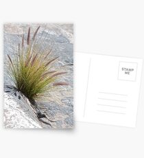 Grasses Postcards
