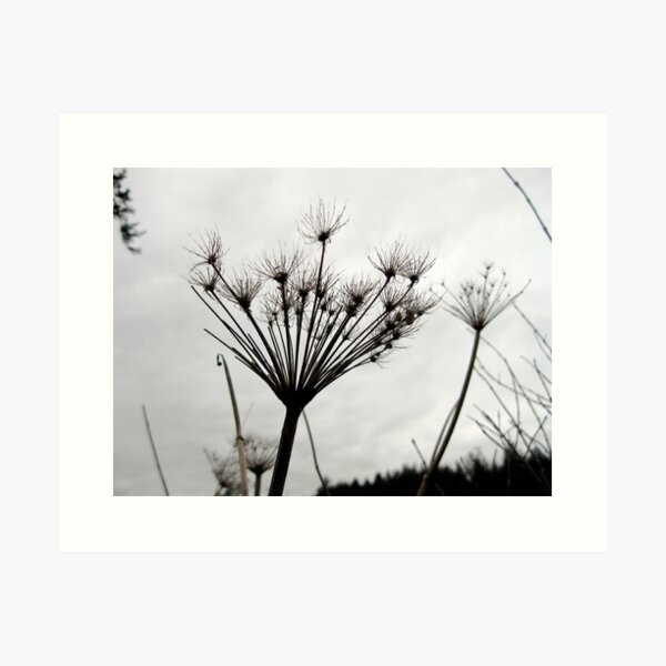 winter flower Art Print