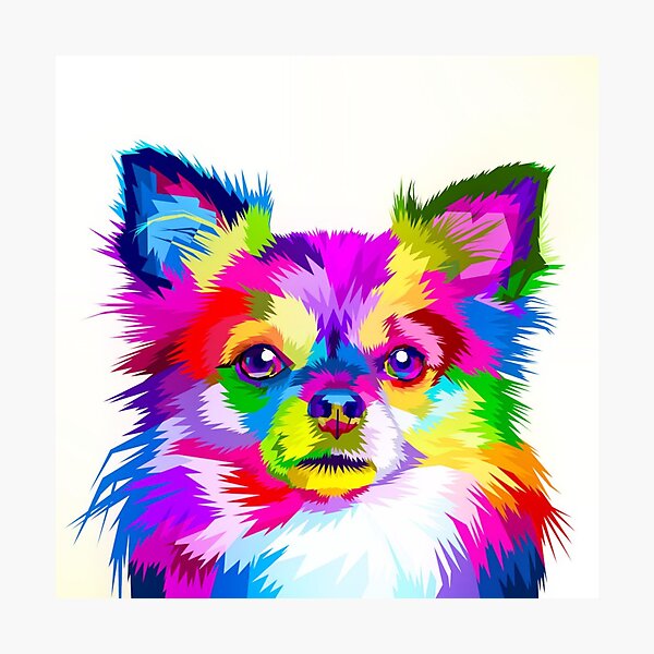 hairy chihuahua for sale