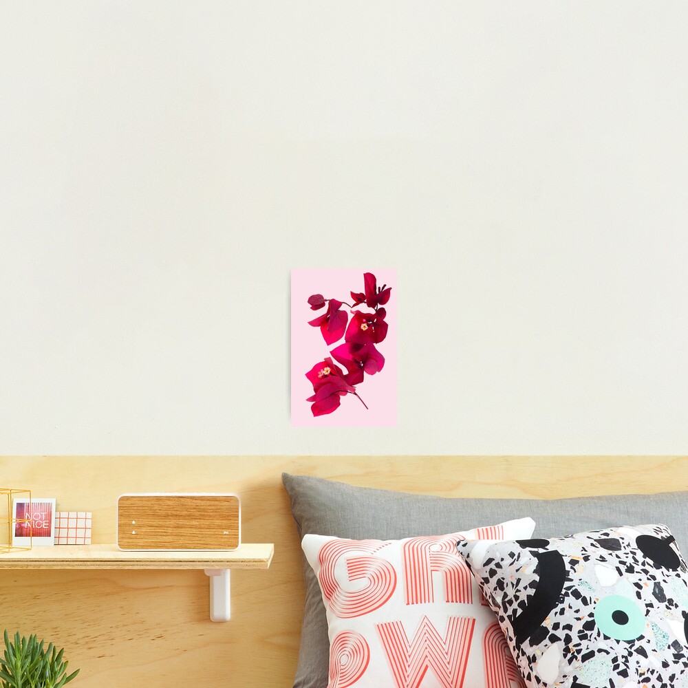 Pink Bougainvillea flower Photographic Print