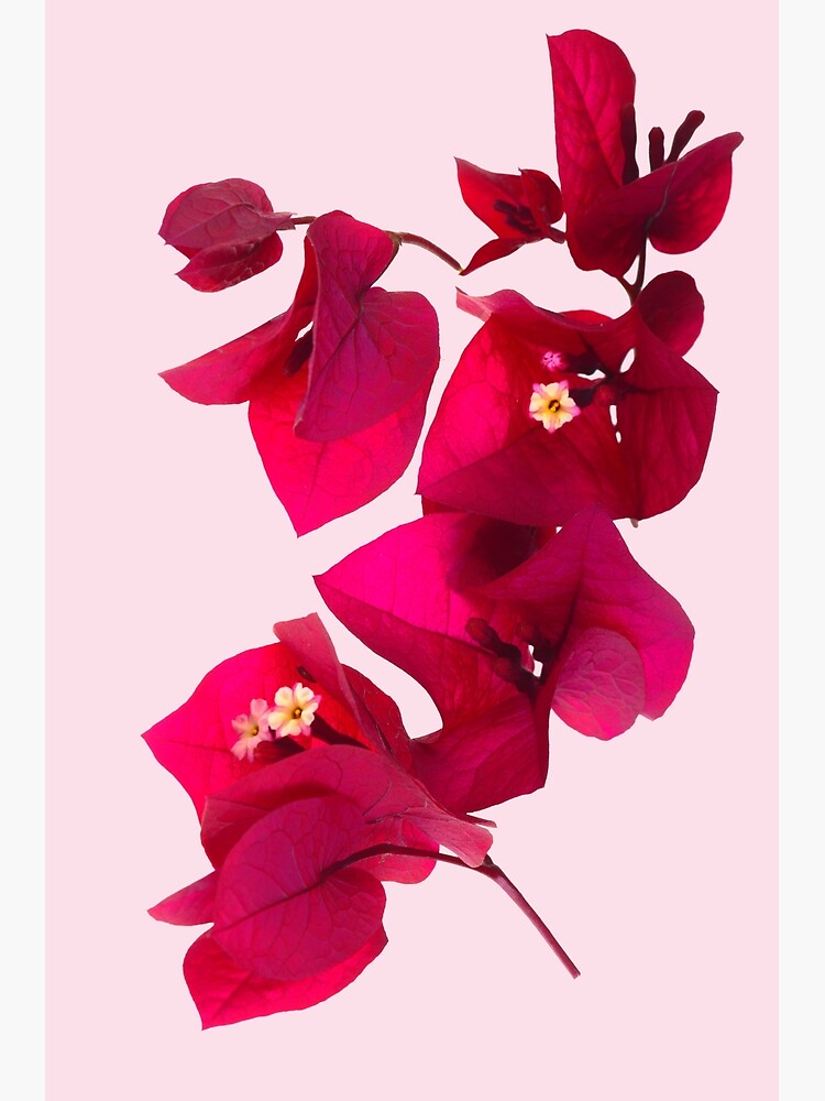 Pink Bougainvillea flower by fardad