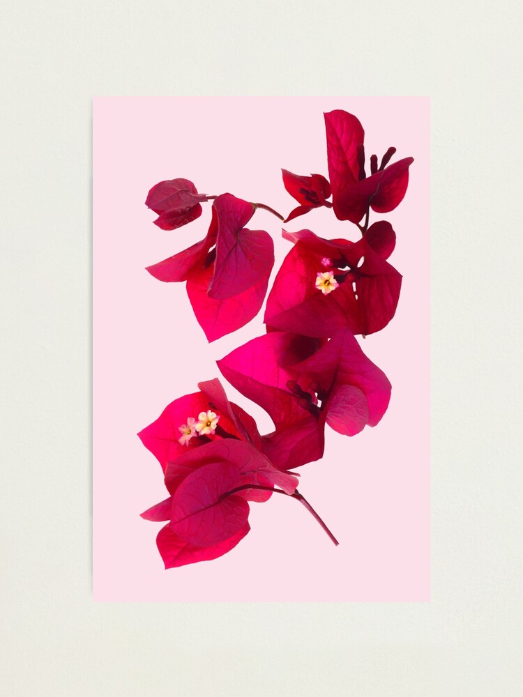 Alternate view of Pink Bougainvillea flower Photographic Print