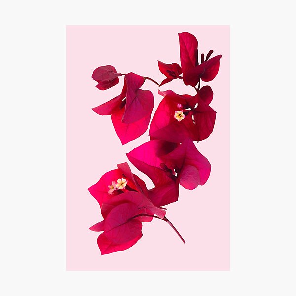 Pink Bougainvillea flower Photographic Print