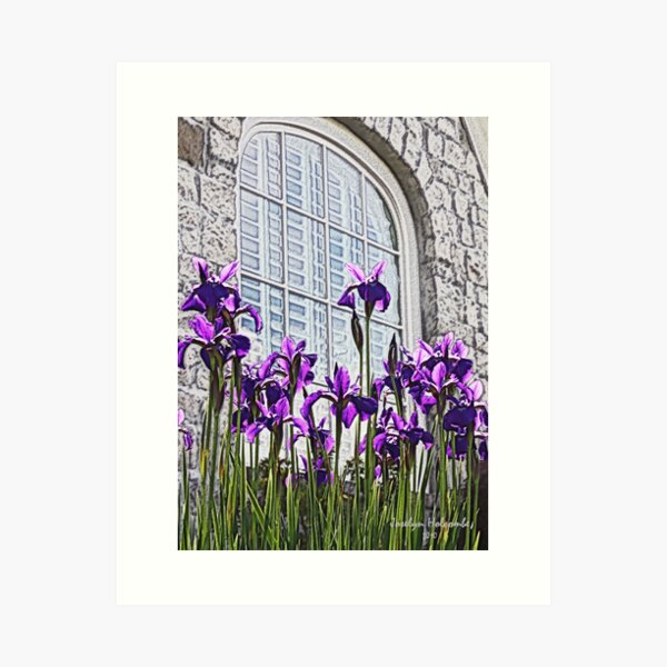 Iris with Window Art Print