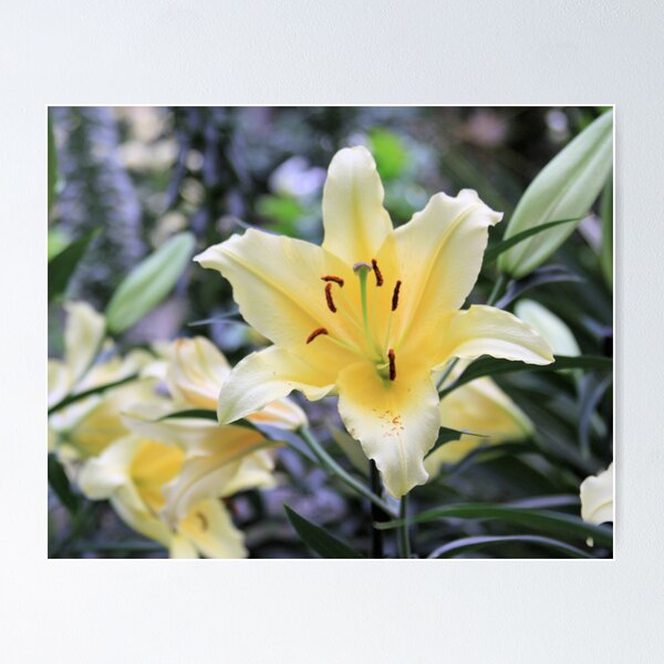 Item preview, Orchids in Longwood Gardens designed and sold by Gregg Tulowitzky.