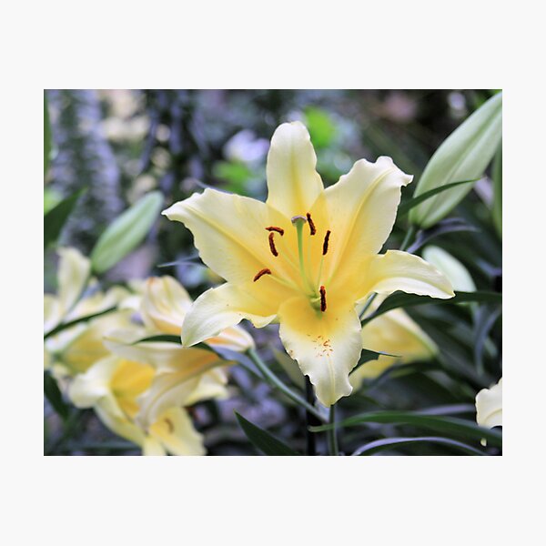 Item preview, Orchids in Longwood Gardens designed and sold by Gregg Tulowitzky.