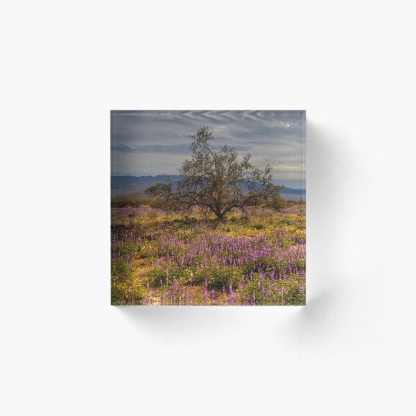 Joshua Tree National Park, New Life Acrylic Block