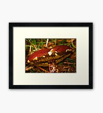 Toadstool Framed Print