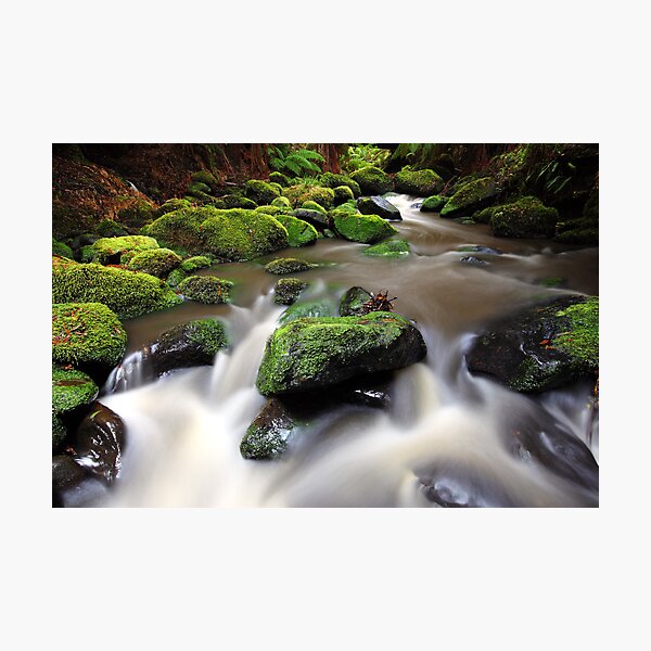 Verdant Stream, Otways, Great Ocean Road, Australia Photographic Print