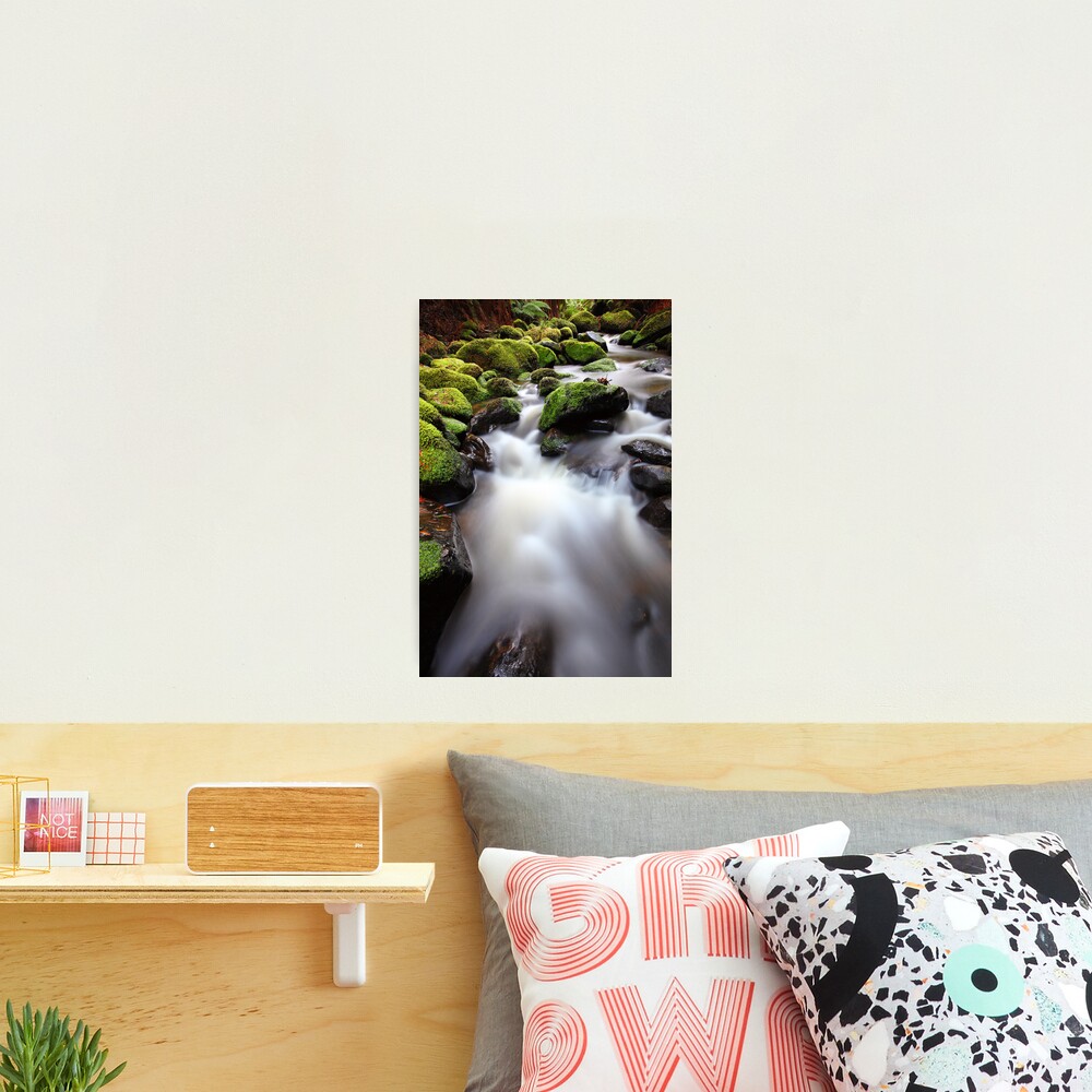 Verdant Stream, Otways, Great Ocean Road, Australia Photographic Print