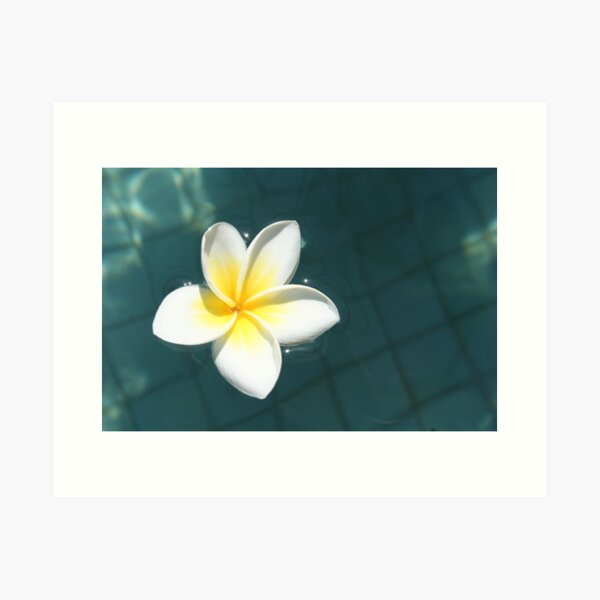 Artikel-Vorschau von Frangipani on the Pool, designt und verkauft von roskolewis.