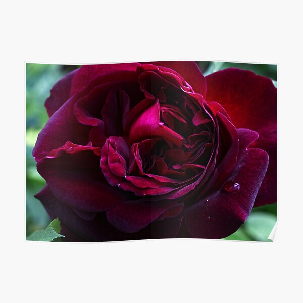 Romantic English Rose Poster